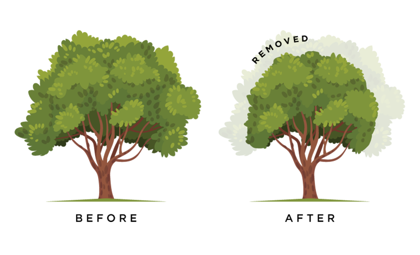 Tree Crown Reduction Tree Services - Landcare